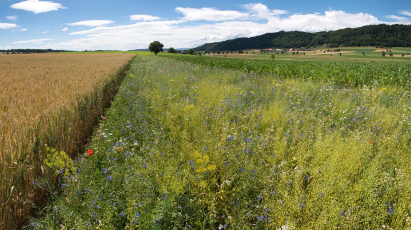 Nützlingsstreifen fördern die Biodiversität und helfen bei der Schädlingskontrolle im Feld. (Bild Gabriela Brändle / Agroscope) 