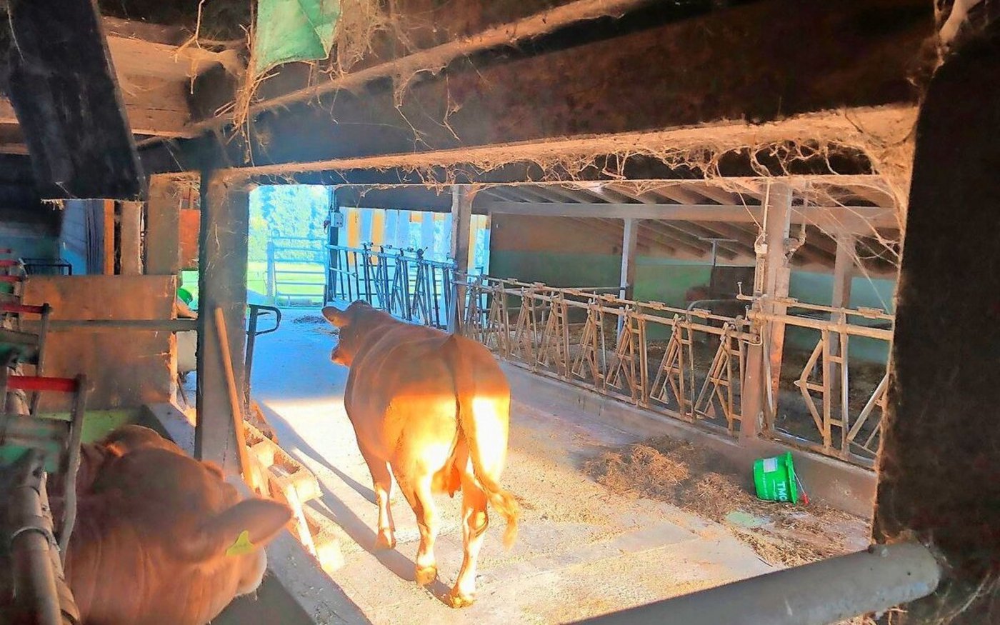 Belinda war bereits als Kalb sehr aufmerksam und neugierig. Nicht selten also findet man die Limousin-Kuh im Stall beim Futter wieder.