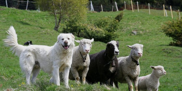 Der Herdenschutz soll ausgebaut werden, damit die Tiere besser vor den Grossraubtieren geschützt sind. (Bild David Gerke)