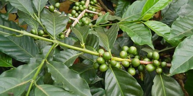 Das Klima und die Bestäubung durch die Bienen sind für das Gedeihen der Kaffepflanzen wichtig. (Bild Pixabay)