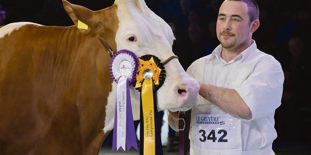 Auch die Montbéliard haben an der Swiss Expo ihren Auftritt: Am 16. Januar werden diese vom Franzosen Philippe Gros klassiert.(Bild pf)