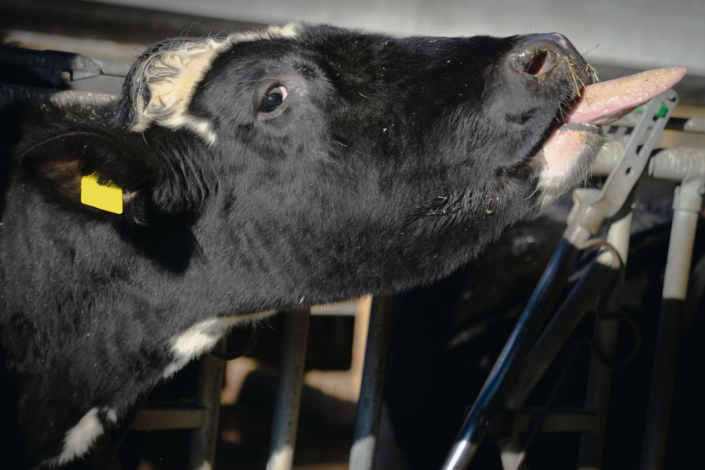 Das Rindvieh spielt in der Verwertung von Nebenprodukten aus der Lebensmittelproduktion eine entscheidende Rolle. Die Trinkwasser-Initiative könnte das ändern.(Bild Samuel Rolli)