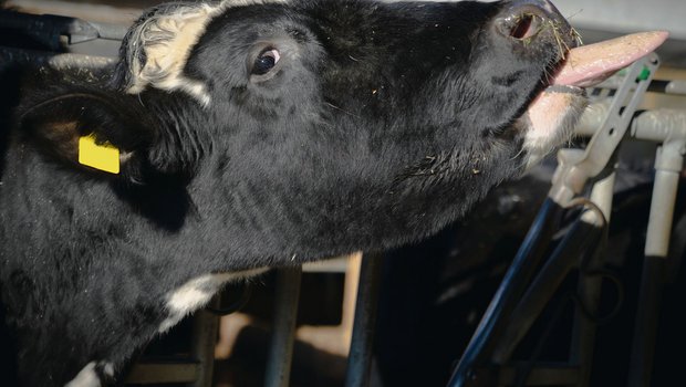 Das Rindvieh spielt in der Verwertung von Nebenprodukten aus der Lebensmittelproduktion eine entscheidende Rolle. Die Trinkwasser-Initiative könnte das ändern.(Bild Samuel Rolli)