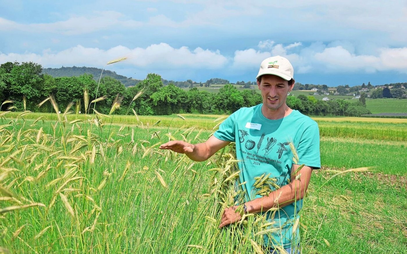 Trotz hoher Halme: Mehr Biomasse wäre bei diesem Grünschnittroggen wünschenswert gewesen, sagt Dominique Flury.