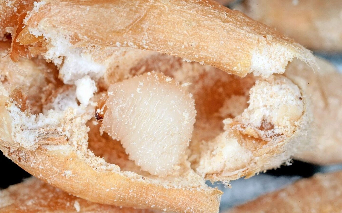 Die tönnchenförmigen Larven sind beinlos und entwickelt sich am besten bei Temperaturen von 25 – 29 Grad.