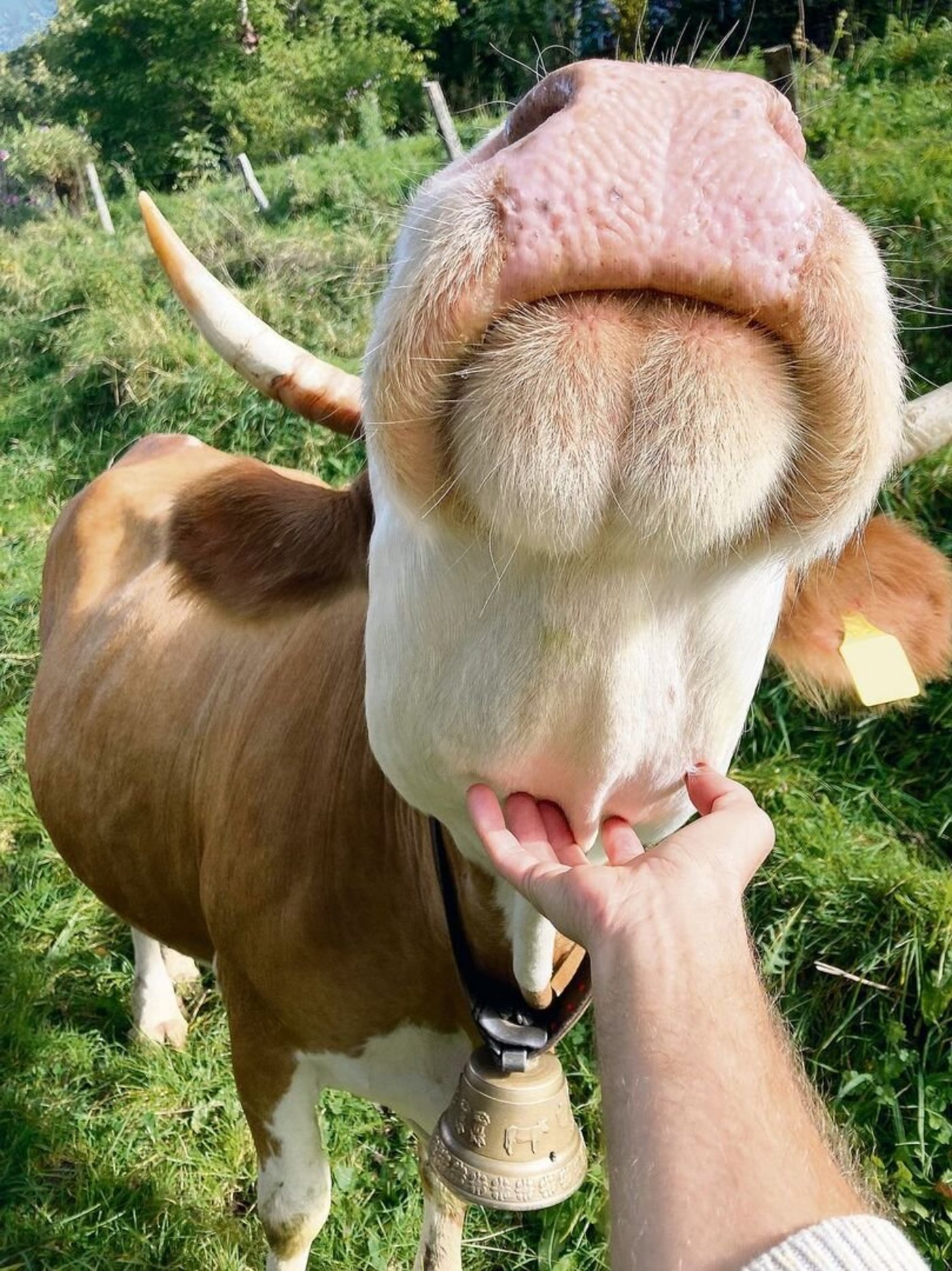 Die Mutterkühe des Betriebs sind äusserst handzahm und zutraulich. Genussvoll lassen sie sich vom Besucher «chräbele».