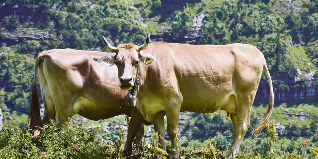 Beim Original Braunvieh liegt die durchschnittliche Zwischenkalbezeit bei 400 Tagen.(Bild BauZ)