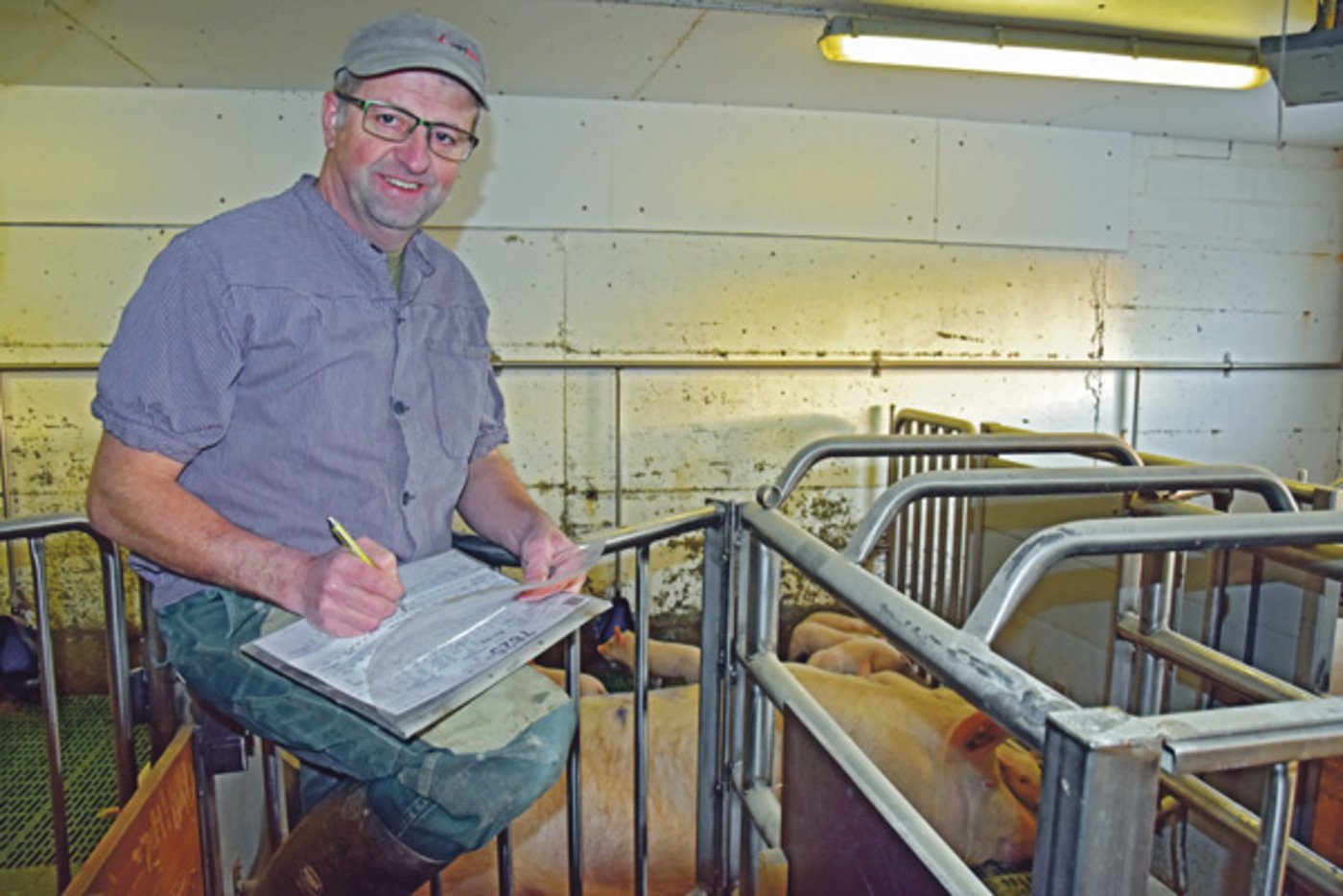 Mit 128 Muttersauen kann sich Peter Bühlmann nicht über mangelnde Arbeit beklagen. (Bild Peter Fankhauser)