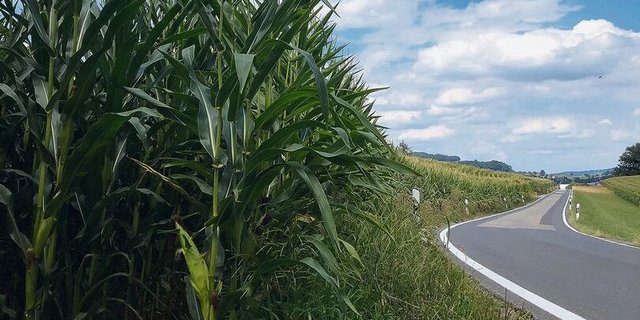 Mais als hochwachsende Kultur kann die Sicht der Verkehrsteilnehmenden beeinträchtigen.