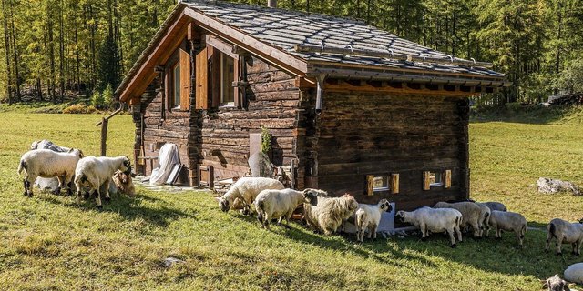 An der Umfrage teilnehmen dürfen oder sollen Menschen mit Bezug zur Alpwirtschaft. (Bild Pixabay)