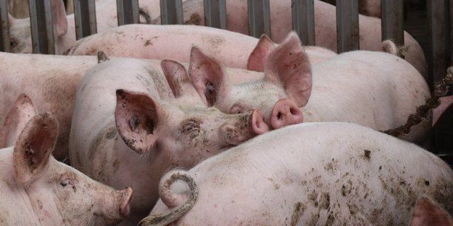 Um die Schweizer Schweinegesundheit steht es gut. Die Suisag betreibt ein weltweit einzigartiges Gesundheitsprogramm. (Bild BauZ)