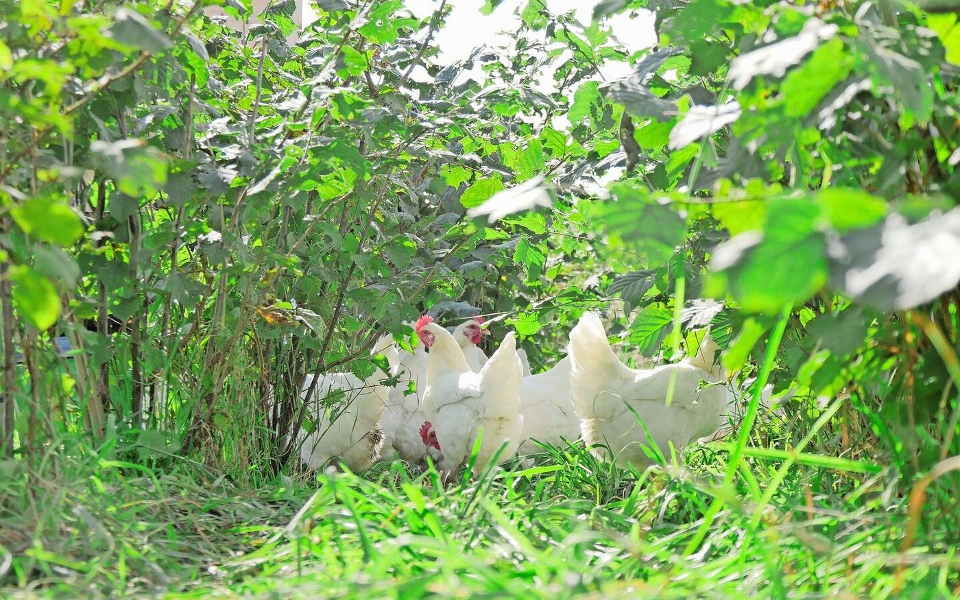 Auch die Mastpoulets der Rasse Bresse fühlen sich in den Hecken wohl. 