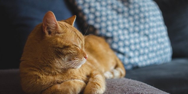 Katzen scheinen es zu wissen: Bewusster Genuss ohne schlechtes Gewissen ist einer der Schlüssel zu einem zufriedenen Leben, (Bild Daga_Roszkowska/Pixabay)