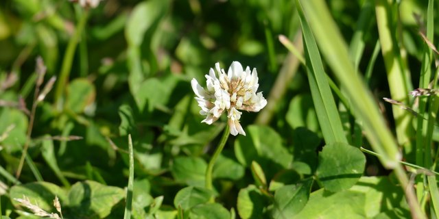 In Weissklee-Beständen machen Mähaufbereiter zwar Sinn, verursachen aber besonders grosse Bienenschäden. Daher sollte man den Schnittzeitpunkt abends oder am frühen morgen wählen oder auf Mähaufbereiter verzichten. (Bild Pixabay)