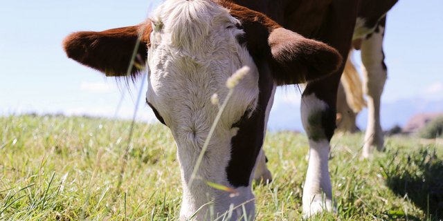 Geraten Kühe in Hitzestress, so hat das unter anderem Auswirkungen auf die Milchleistung und auf das Wohlbefinden. (Bild lid) 