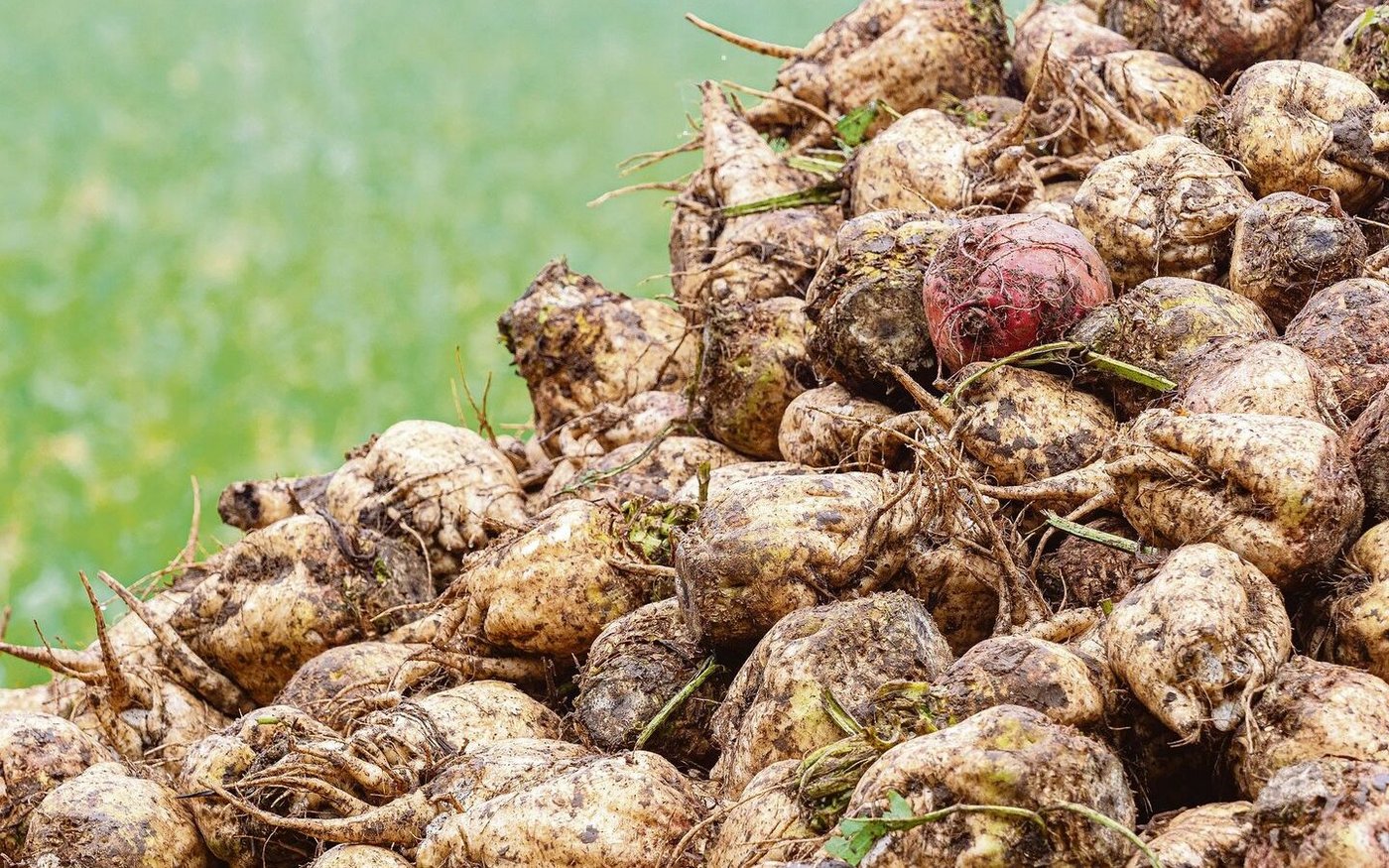 Die Schweizer Zucker AG geht davon aus, dass trotz der Nässe bis Weihnachten alle Zuckerrüben verarbeitet sind.