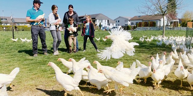 Weisse sind wilder als Braune: Stefan und Andrea Künzli mit den Kindern Sarina, Lara und Tim in der Weide mit den 17 Wochen alten Hühnern. (Bilder Josef Scherer)