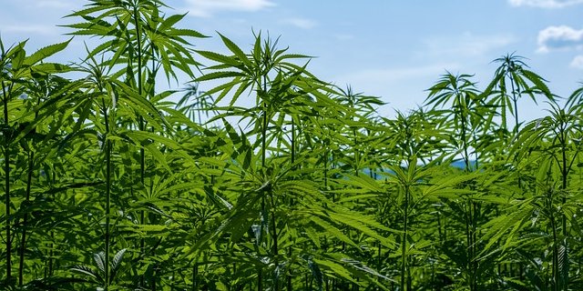 Für Hanf erhält der Pflanzer bisher keine Direktzahlungen. (Symbolbild Pixabay)