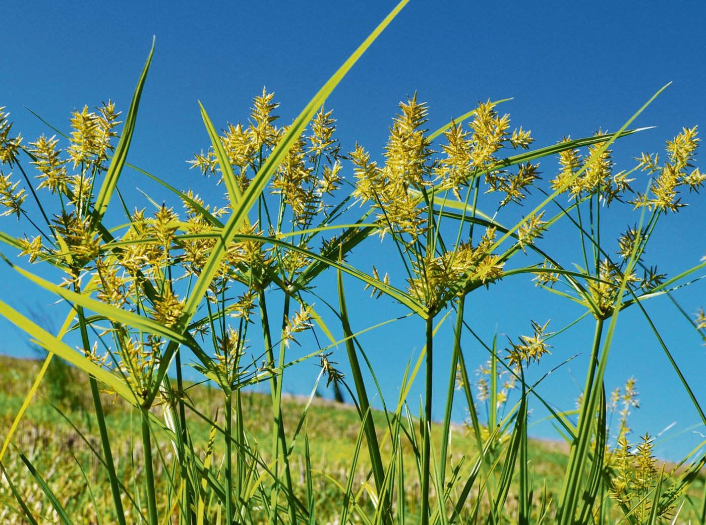 Erdmandelgras weitet sich immer mehr aus. In Luzern und Aargau ist das Problemkraut meldepflichtig. (Bild Heiri Hebeisen)