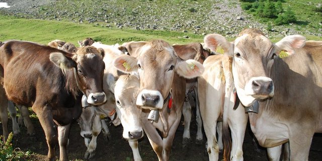 Schon bald beginnt wieder die Alpsaison. Infizierte BVD-Tiere gehören nicht auf die Alp, daher ist jetzt eine hohe Wachsamkeit von grosser Bedeutung. (Symbolbild Aline Küenzi)
