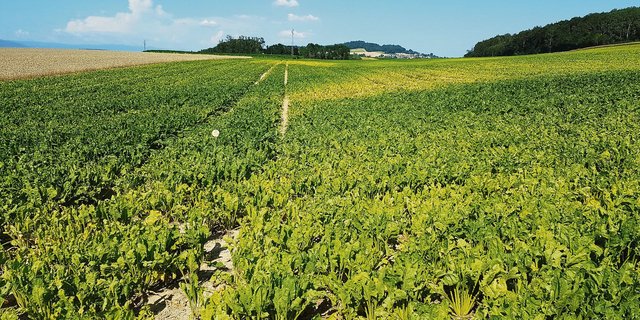 Wo die Zuckerrüben im Wasser standen, zeigen sich die Bestände kümmerlich klein, gelblich verfärbt und mit Unkraut übersät. Ertragsverluste sind absehbar. (Bild Samuel Jenni, SFZ)