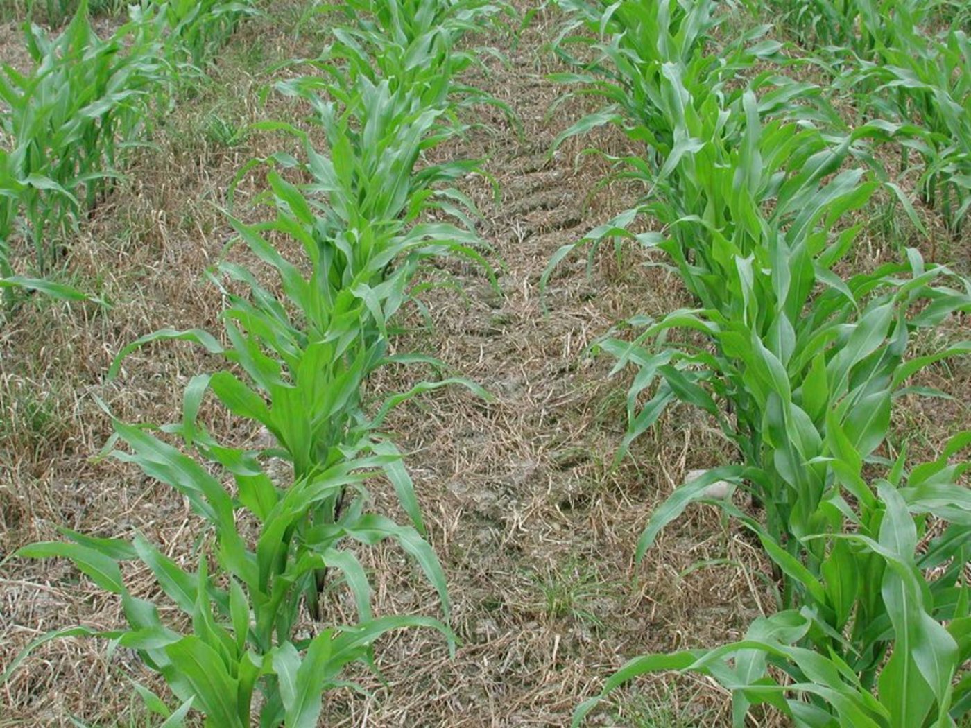 In der Schweiz wird das Totalherbizid Glyphosat z. B. bei der Direktsaat eingesetzt. (Bild BauZ)