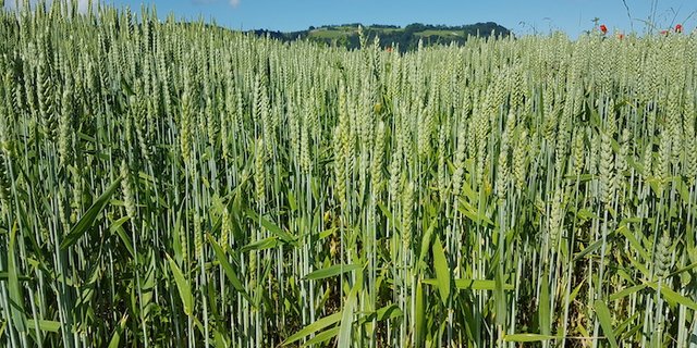 Die Anbauempfehlungen für die Ernte 2020 sind da. (Bild zVg)