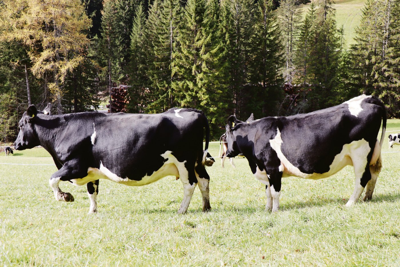 Zwei Kühe aus der Herde von Martin Bläsi: die grosse Kuh (l.) liefert etwas mehr Milch. Rentabler ist aber die kleine Kuh. Sie braucht für sich selbst  weniger Futter bei fast gleicher Milchleistung.