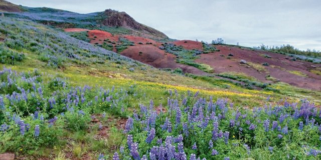 Bodenerosion ist zunehmend ein Problem in Island. Um des Problems Herr zu werden, hat man im 20. Jahrhundert fremde Pflanzen eingeführt, darunter die Alaska-Lupine. Das fremde Gewächs sorgt nun für überraschende Farbtupfer in der isländischen Landschaft. 