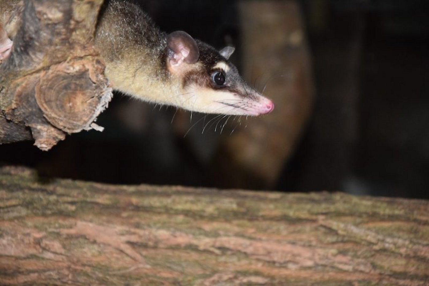 Die Opossums haben sich bereits gut eingelebt und sind sehr aktiv. (Bild z.V.g)