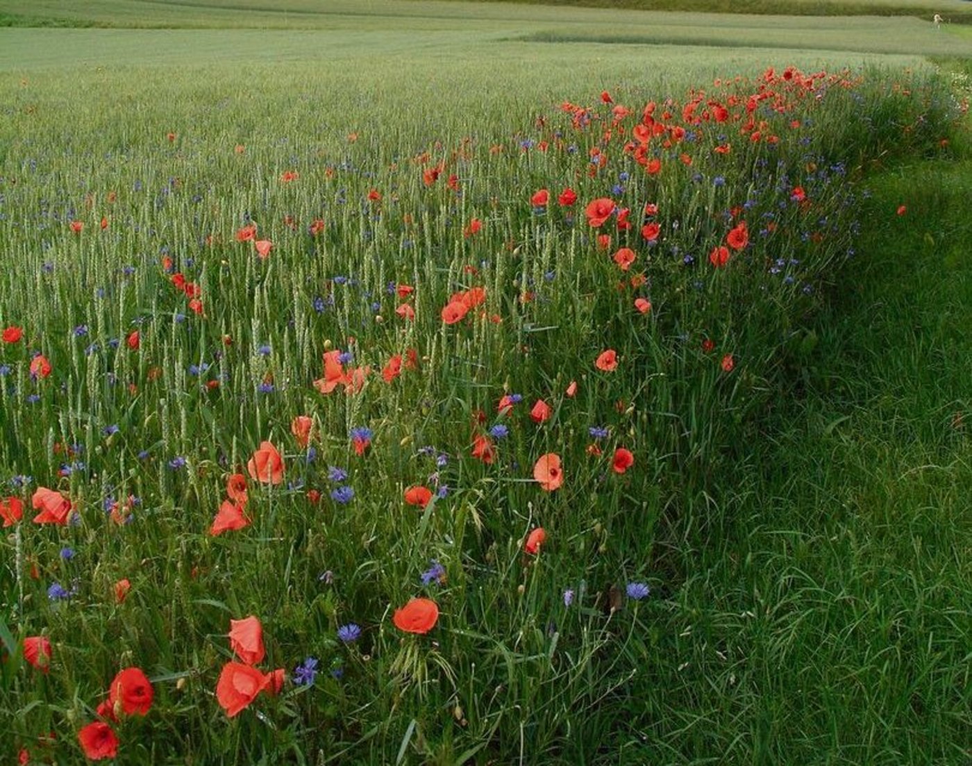 Ein Ackerschonstreifen ist nichts anderes als ein extensiv bewirtschafteter Rand einer Kultur. Auf dieser Fläche sollte die Saatdichte reduziert werden.