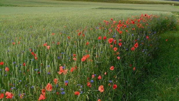 Ein Ackerschonstreifen ist nichts anderes als ein extensiv bewirtschafteter Rand einer Kultur. Auf dieser Fläche sollte die Saatdichte reduziert werden.
