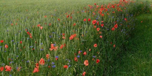 Ein Ackerschonstreifen ist nichts anderes als ein extensiv bewirtschafteter Rand einer Kultur. Auf dieser Fläche sollte die Saatdichte reduziert werden.