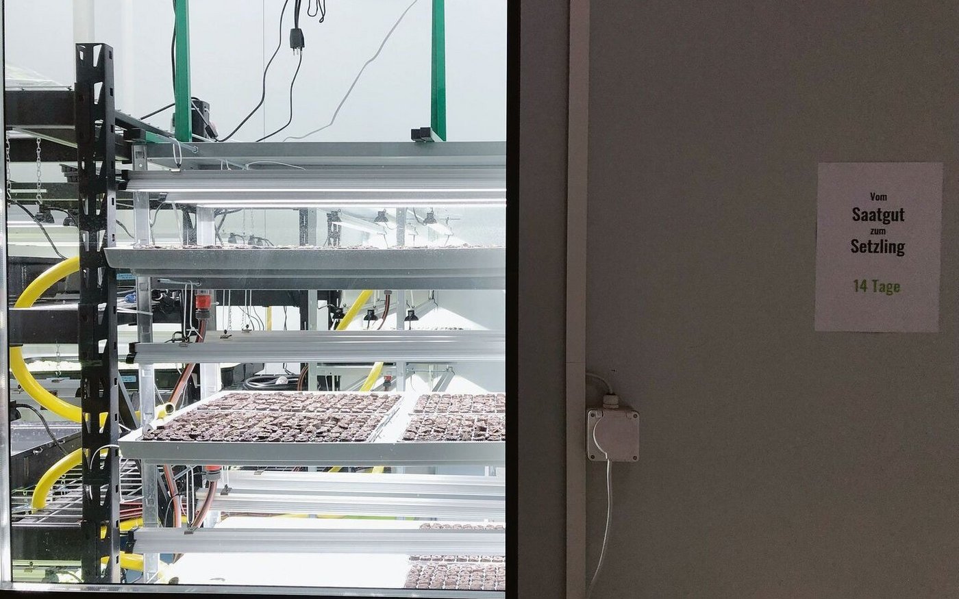 Blick in die Setzlingsanzucht: Das Substrat besteht aus Pflanzenfasern, die Samen sind von Sativa.