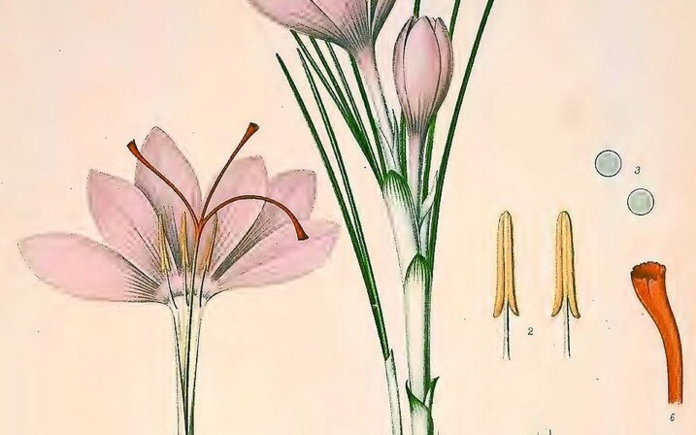 Der Safran wird als Knolle gepflanzt.