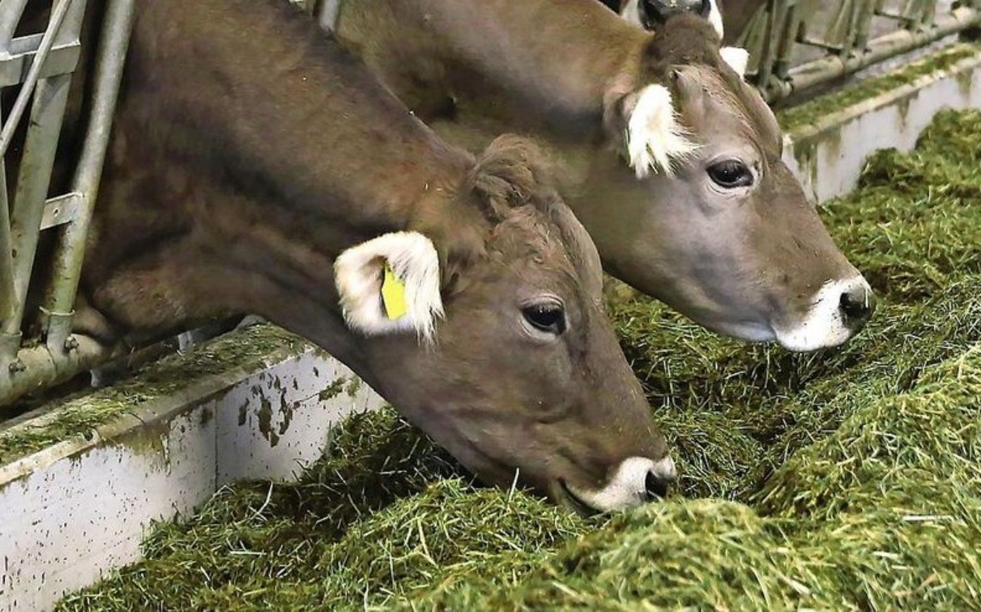 Das hohe Tierwohl und die raufutterbetonte Fütterung in der Mutterkuhhaltung beissen sich mit einer Methanausstoss-Minderung, war an der Regionaltagung von Mutterkuh Schweiz zu erfahren.