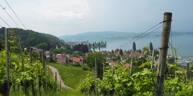 Blick durch den Rebberg des BBZ Arenenberg auf den Untersee. Die Region, in der das PRE-Projekt realisiert werden soll, besticht durch ihre landschaftliche Schönheit. (Bild Christian Weber)