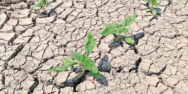 Dieses Bild wurde nicht in der Steppe aufgenommen, sondern hier in der Schweiz.
