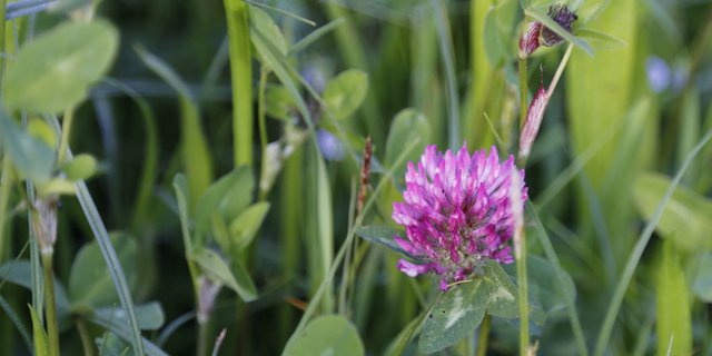 Der Schweizerische Bauernverband SBV kritisiert unter anderem, dass die zur korrekten Beurteilung nötigen Messgrössen fehlen würden. (Bild ji)