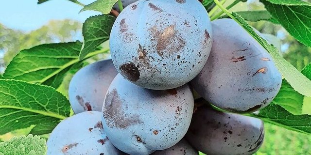 Zwetschgen am Baum. Auch diese Früchte müssen wegen zunehmenden Krankheiten immer mehr geschützt werden. Das verteuert die Produktion. 