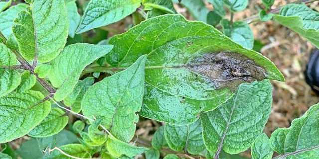 Um einen Befall mit Krautfäule zu verhindern, muss ein lückenloser Pflanzenschutz über die ganze Kulturdauer bestehen.