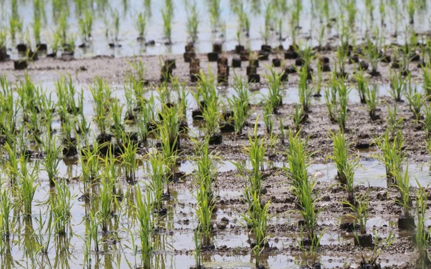 Bereits zum zweiten Mal wird in der Nähe von Brugg AG Reis im Nassanbau produziert. (Bild as) 
