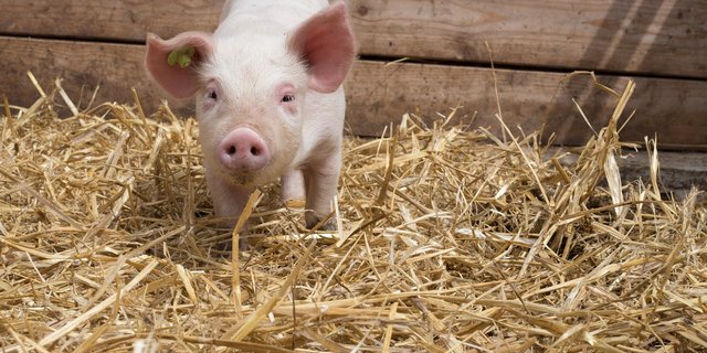 Herrscht Futterknappheit, müssen Biobetriebe als erste Prioriät EU-Bio beantragen, bevor sie zu konventionellen Alternativen aus der Schweiz greifen. (Bild Pixabay) 