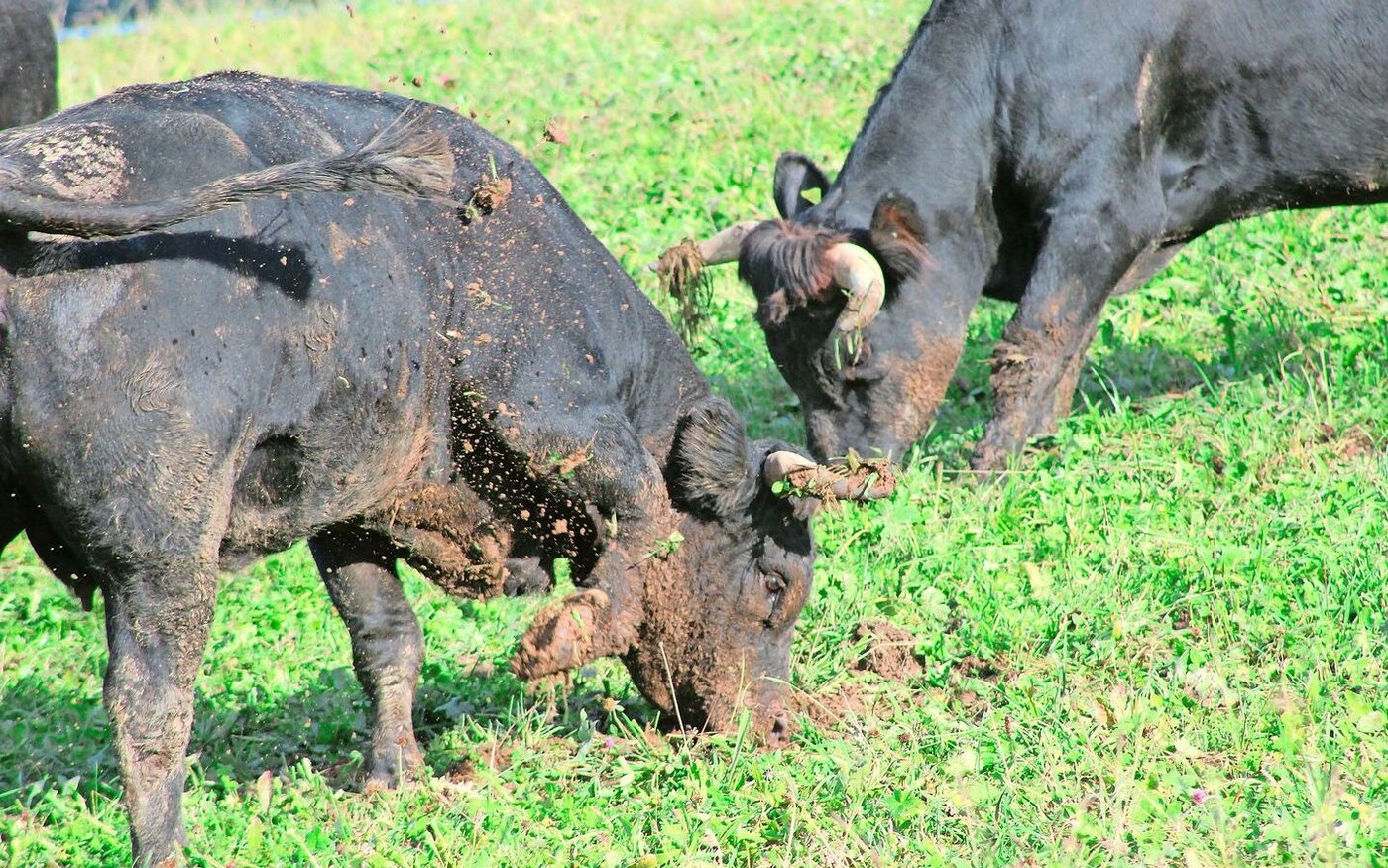 Eringer lieben die Bodenbearbeitung. Manchmal sieht die Wiese aus wie geackert», sagt Ursi Hüppi. 