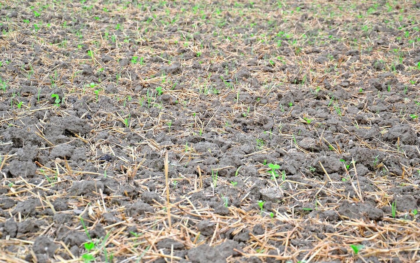 Bis auf den Kunstwiesen-Umbruch verzichtet man auf dem Schweizerhof im Sinne des Bodenschutzes wann immer möglich auf den Pflug.