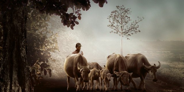 Beispielsweise müsse die Schweizer Politik bei internationalen Handelsabkommen besser auf die Interessen und Rechte der Kleinbauern achten. (Symbolbild Pixabay)