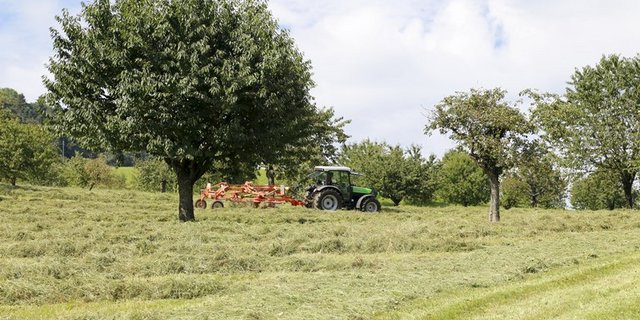 2011 gelang bei der Anzahl der Hochstammbäume die Trendwende. (Bild mw)