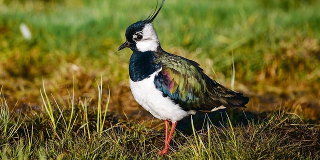 Der Kiebitz ist Vogel des Jahres 2019.(Bild Bird-Life,Michael Gerber)