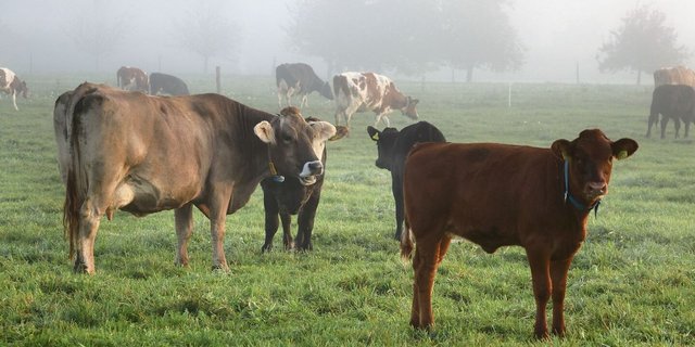 Eine Beweidung im Herbst ermöglicht, das letzte Futter zu nutzen, bevor der Winter kommt. Unter geeigneten Witterungsbedingungen fördert es zudem das Tierwohl. 