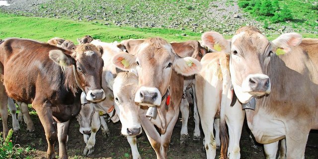 Viele Tiere aus verschiedenen Betrieben: Auf Sömmerungen und Gemeinschaftsweiden besteht ein erhöhtes BVD-Risiko. 